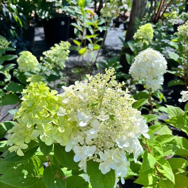 Hydrangea Paniculata 'Silver Dollar'