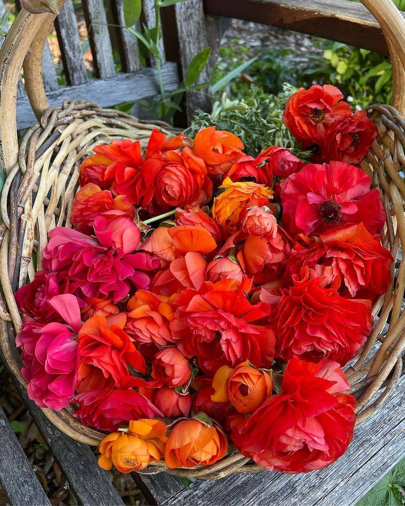 Warm Glow Ranunculus