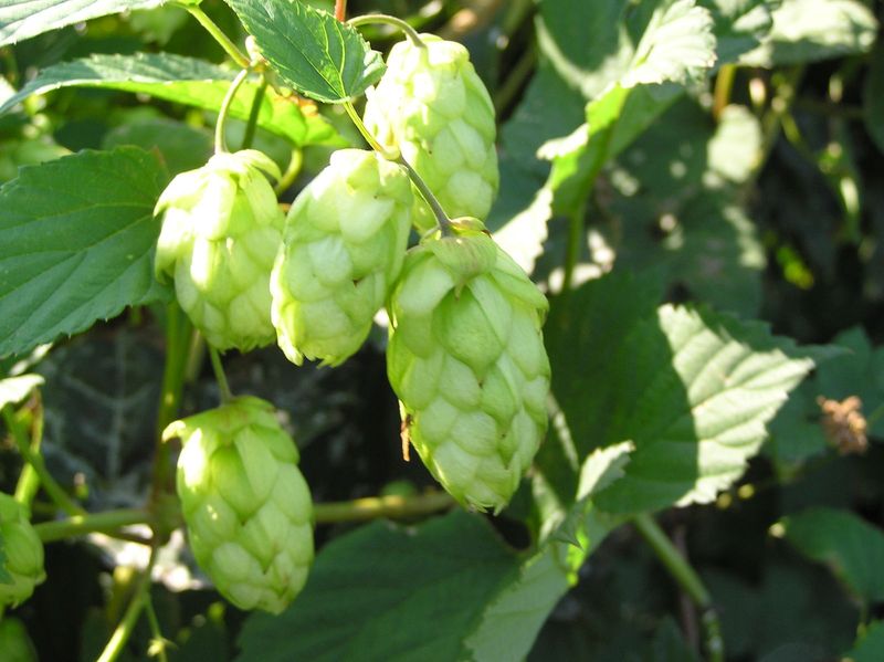 Hops (wild variety)