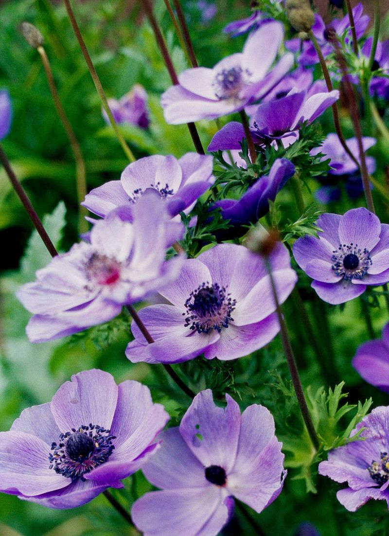 Anemones