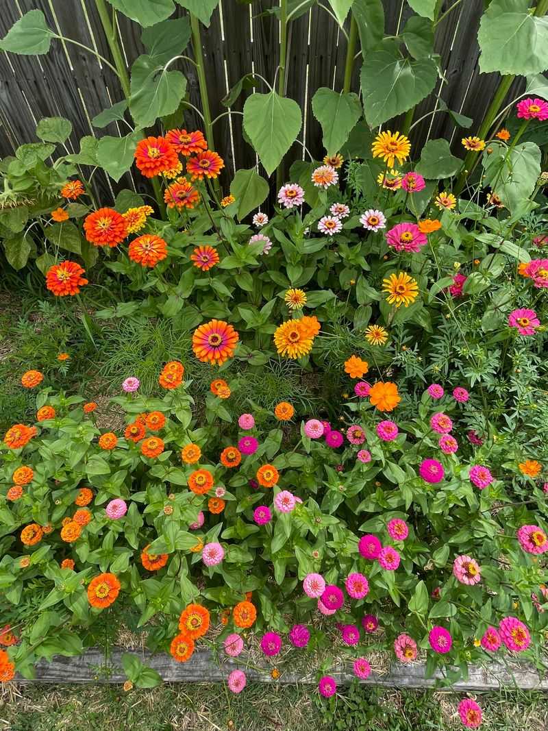 Bee-Friendly Flower Patch