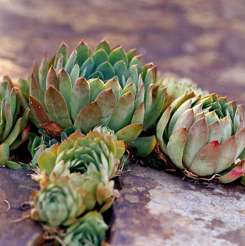 Hens and Chicks