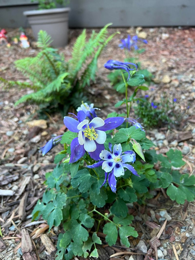 Columbine