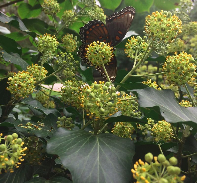 English Ivy (Flowering Varieties)