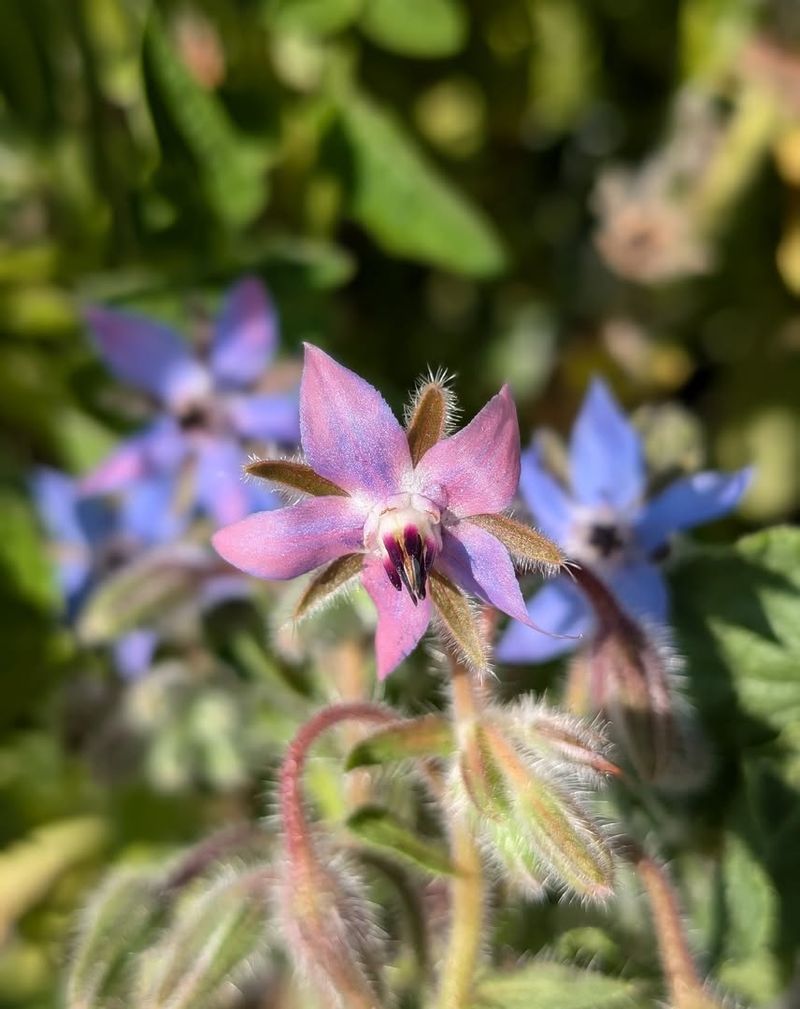 Borage