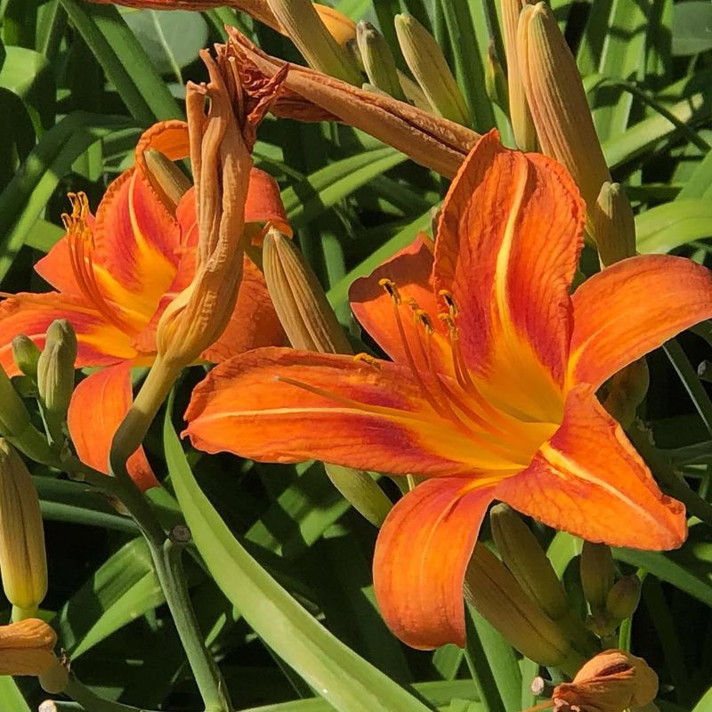 Orange Daylily (Hemerocallis fulva)