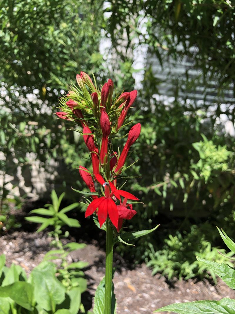 Cardinal Flower (Lobelia cardinalis)