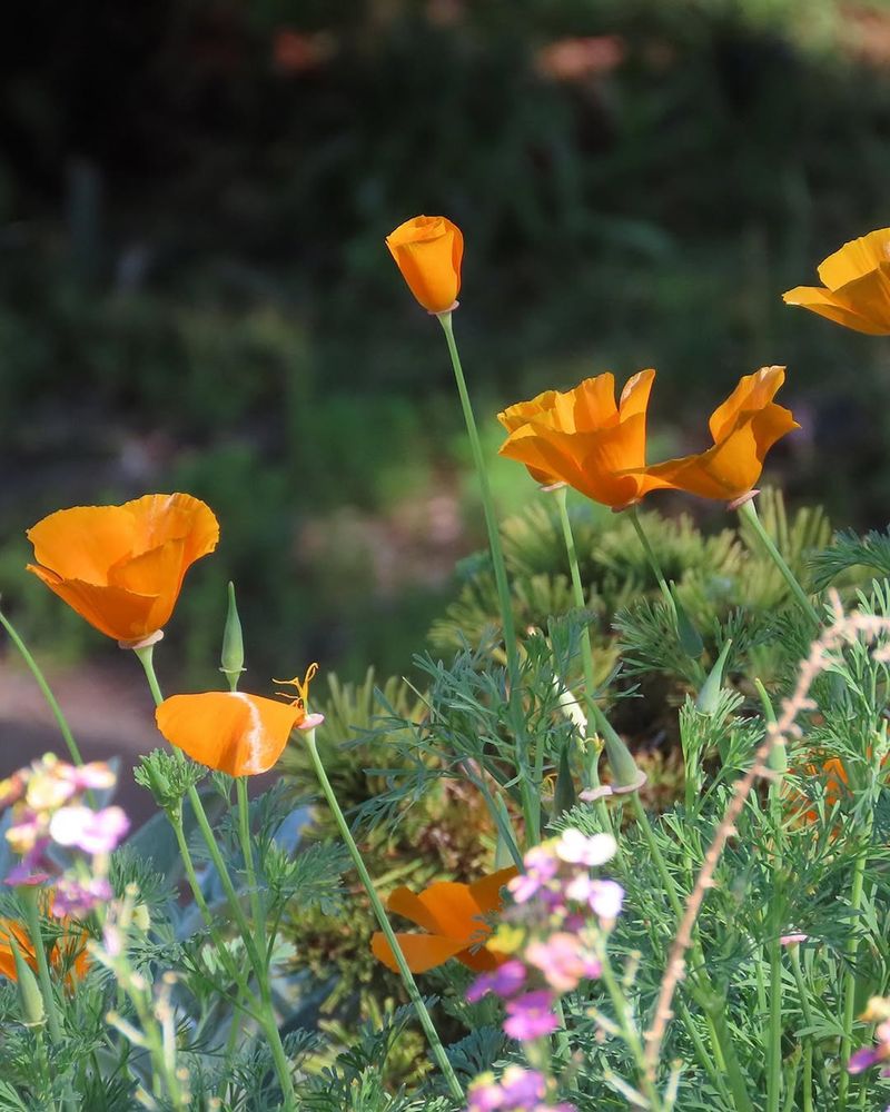 California Poppy