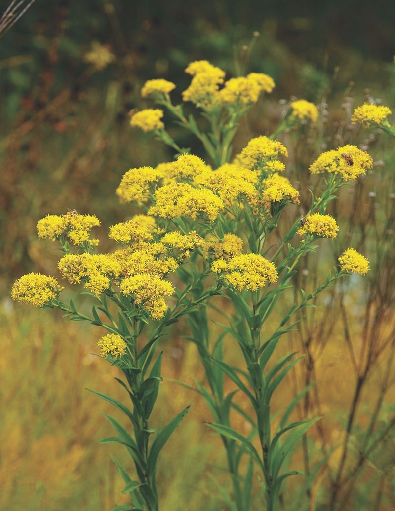 Goldenrod