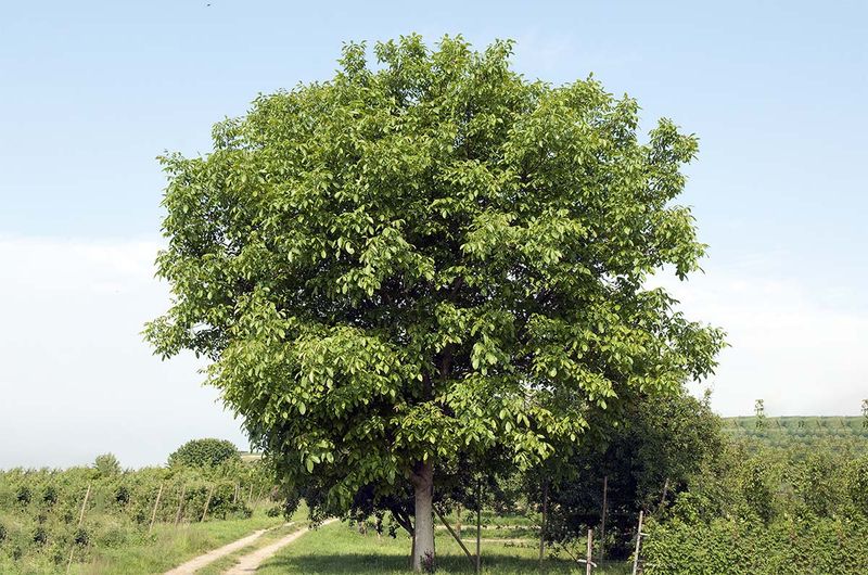 Carpathian Walnut (Juglans Regia ‘Carpathian’)