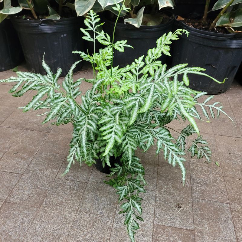 Silver Lace Fern