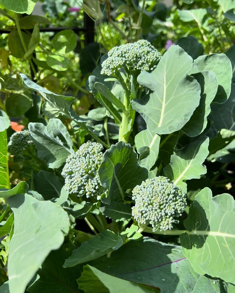 Broccoli