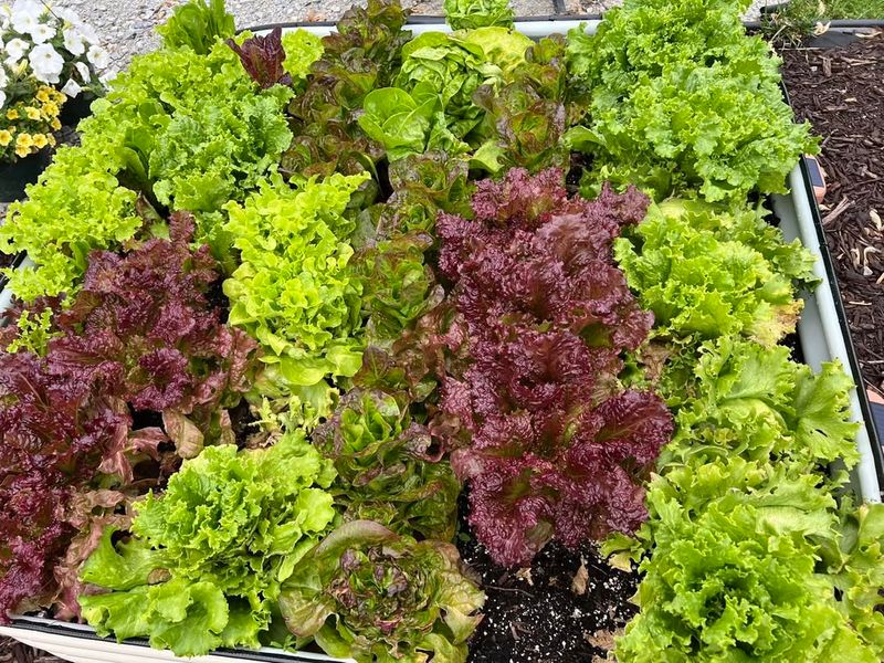 Lettuce
