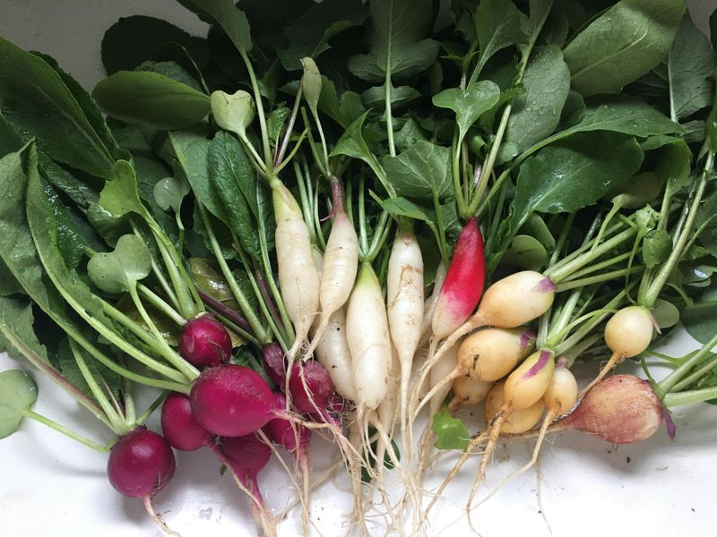 Radishes