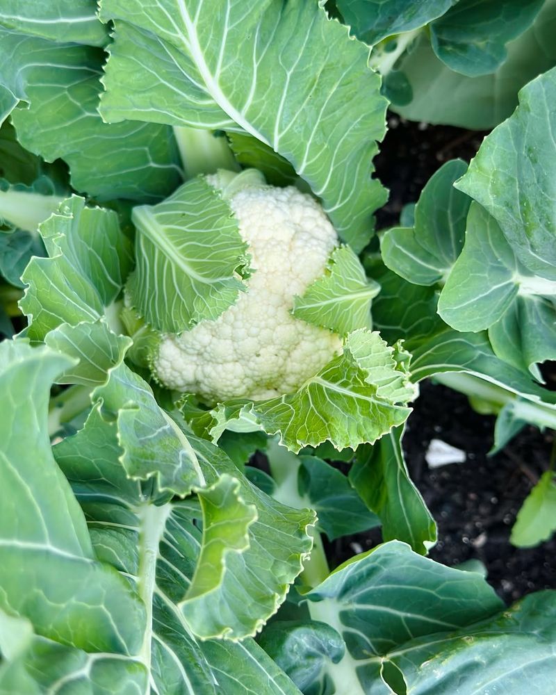 Cauliflower