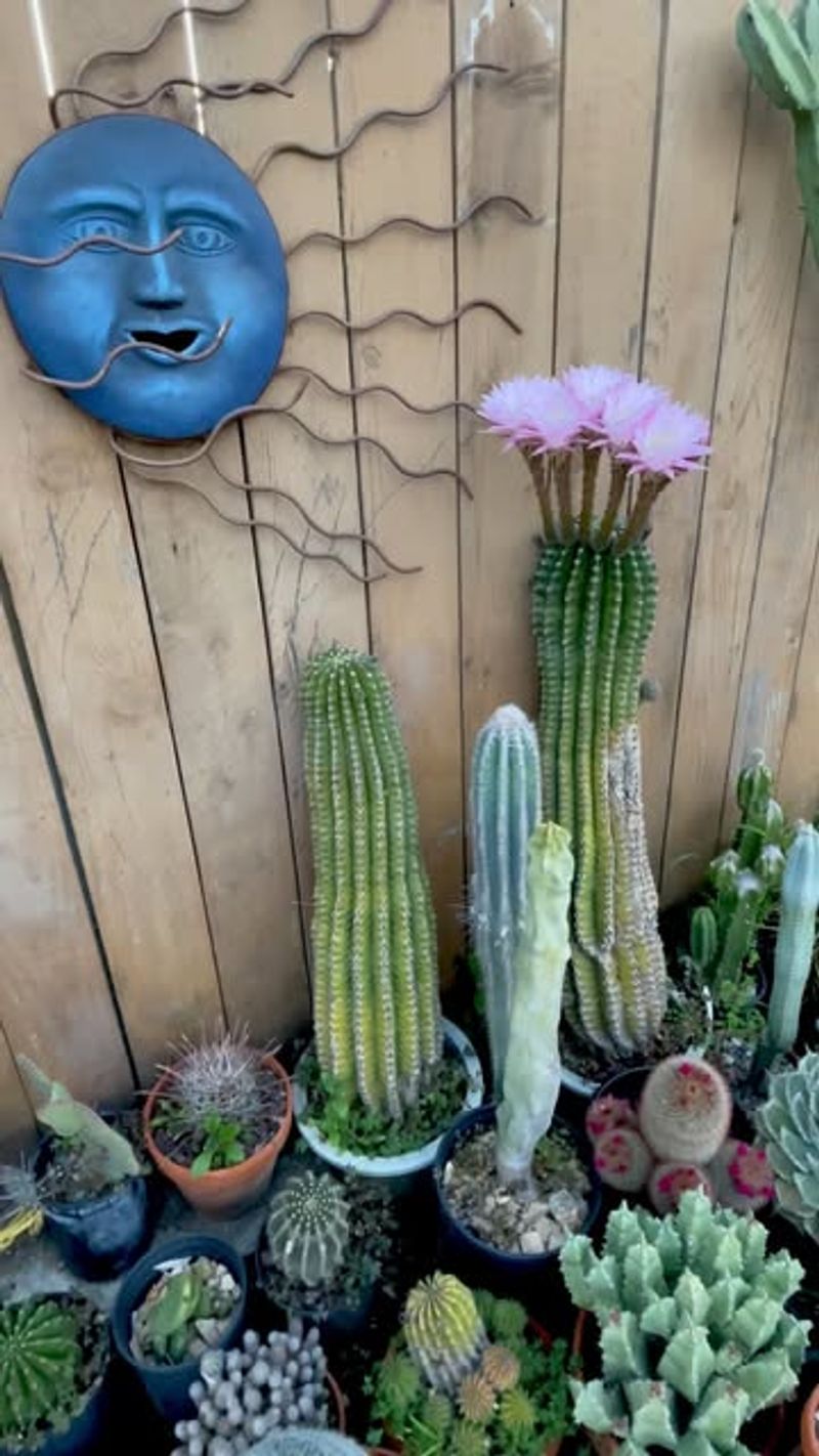 Cacti and Succulents