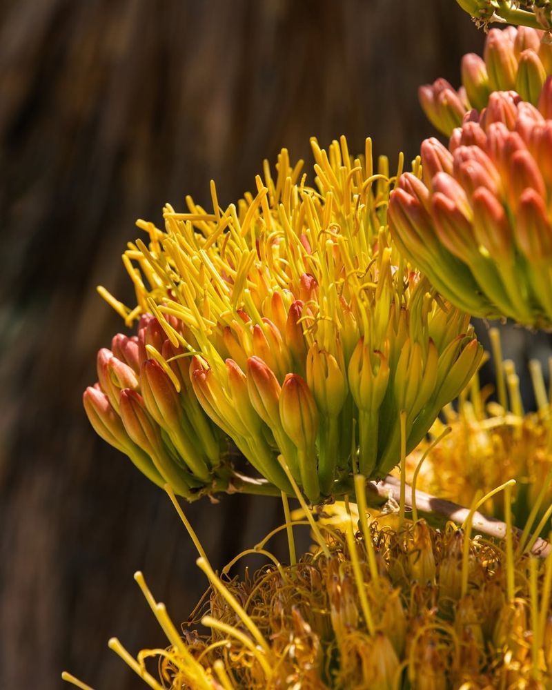 Agave's Rare Bloom