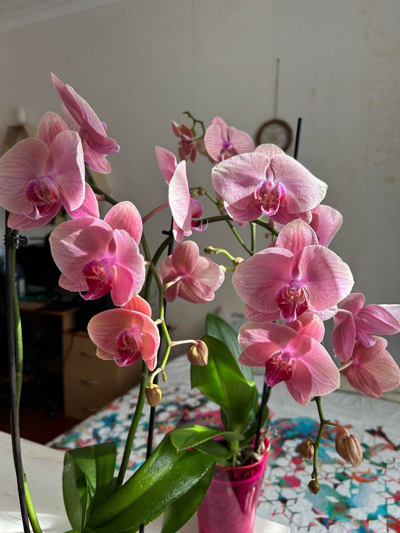 Orchids – Absorb Everything They Need from Air and Moisture