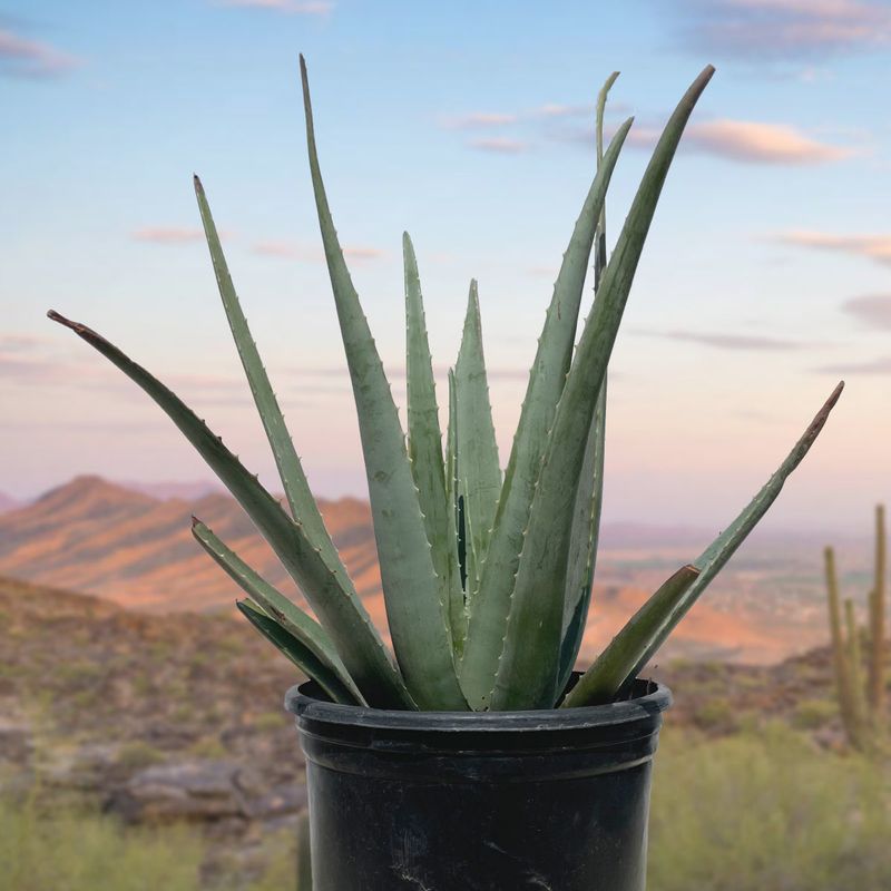 Aloe Vera