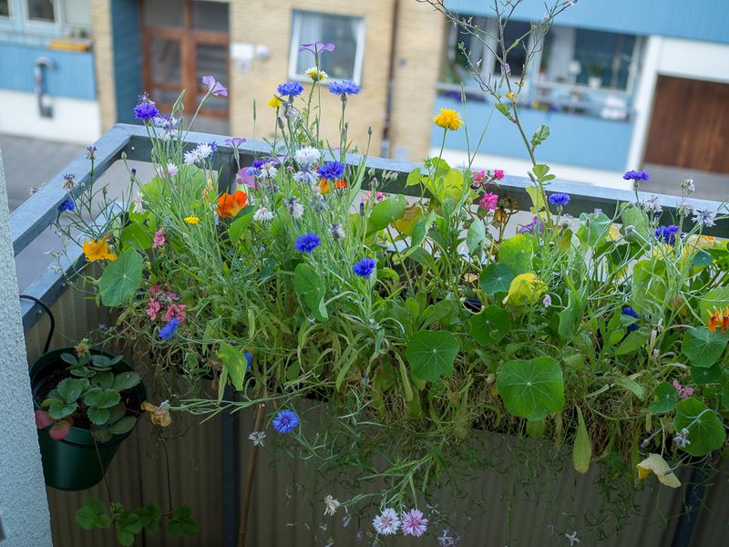 Wildflower Meadow Pots