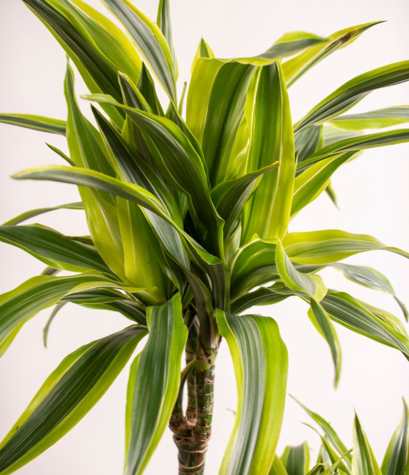 Dracaena