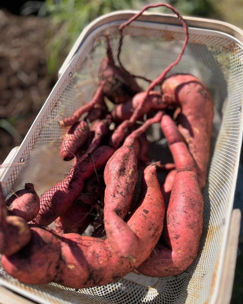 Sweet Potatoes