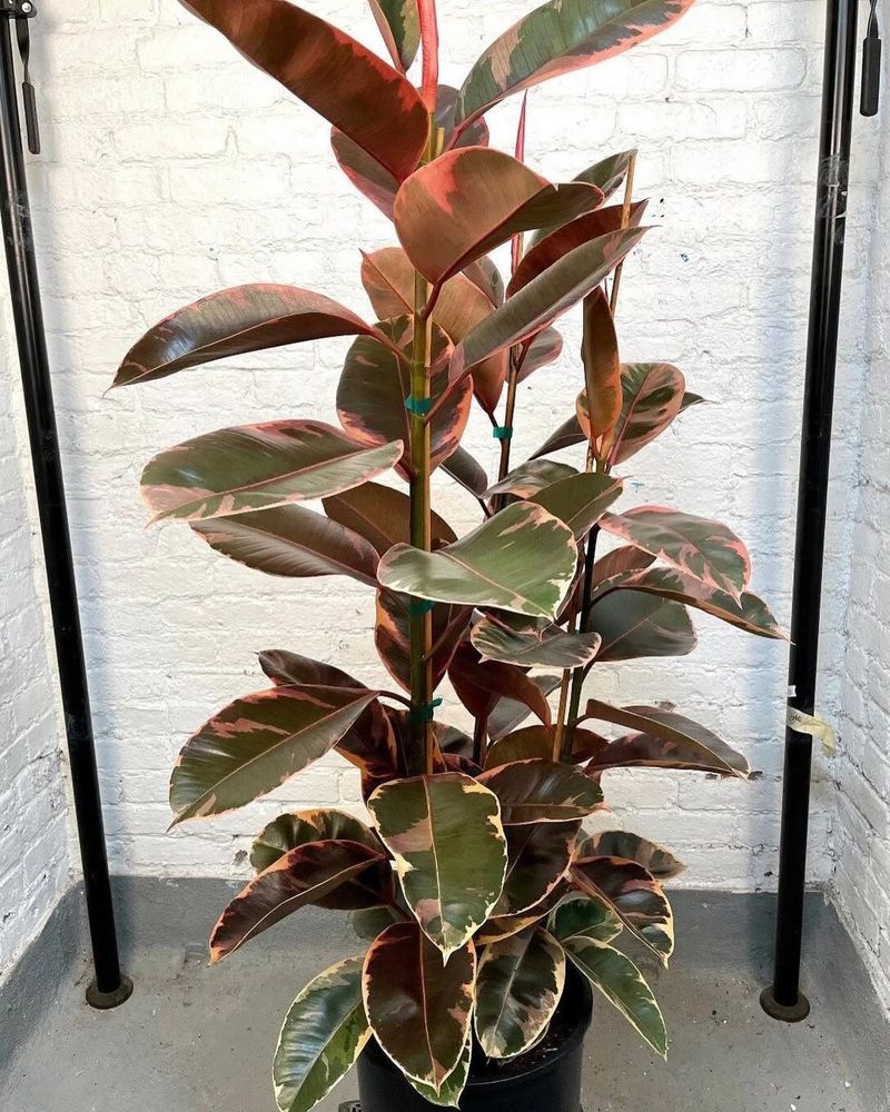 Pink Rubber Tree