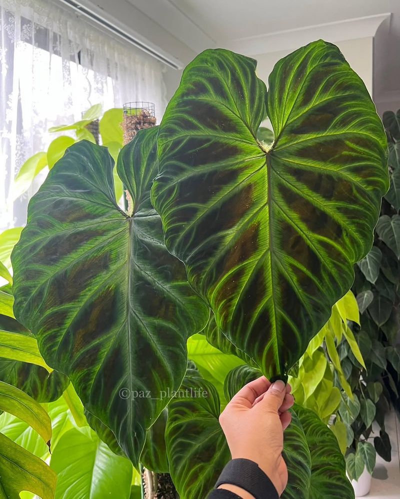 Philodendron