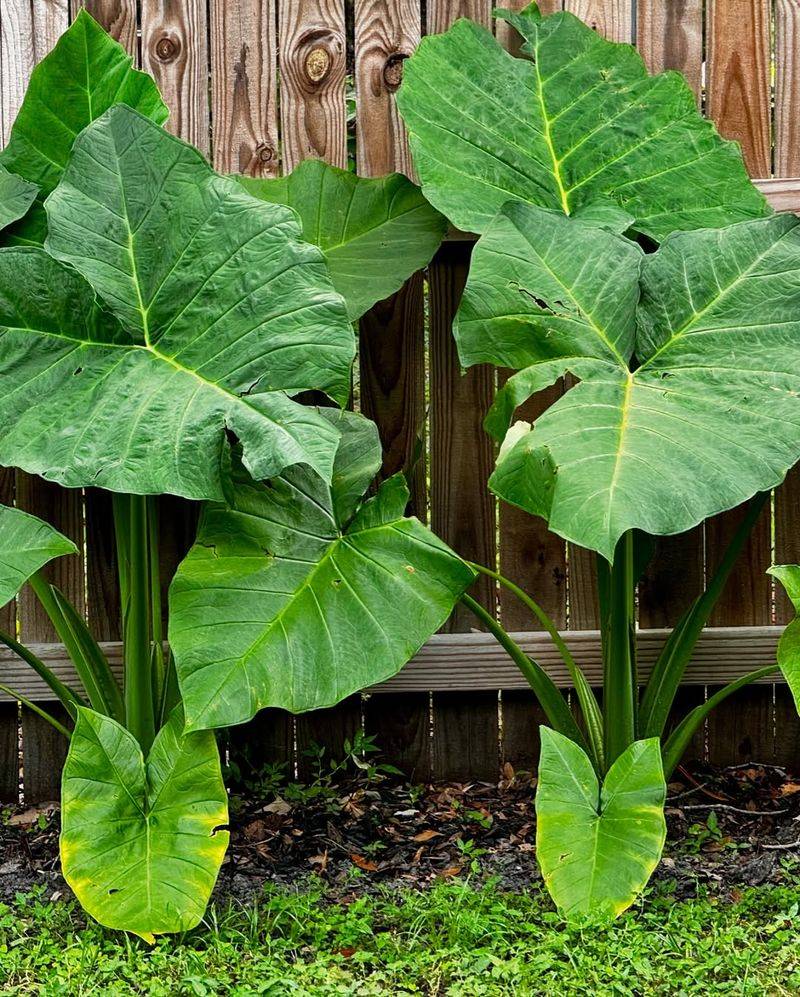 Elephant Ears