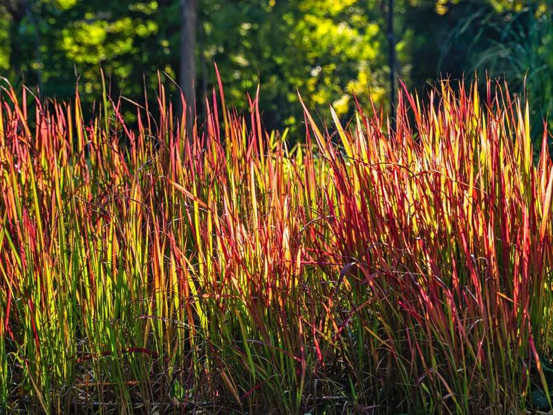 Bamboo and Japanese Blood Grass