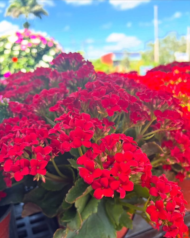 Kalanchoe Blossfeldiana