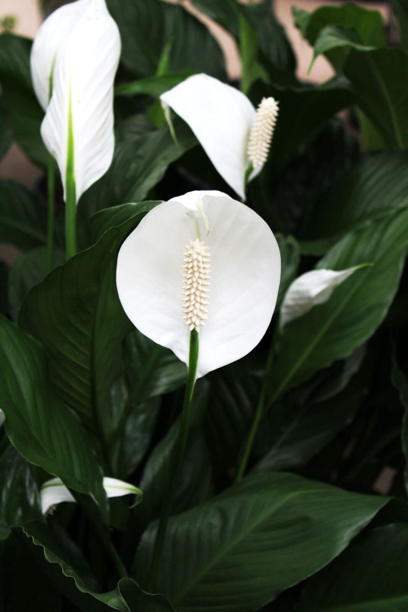 Peace Lily