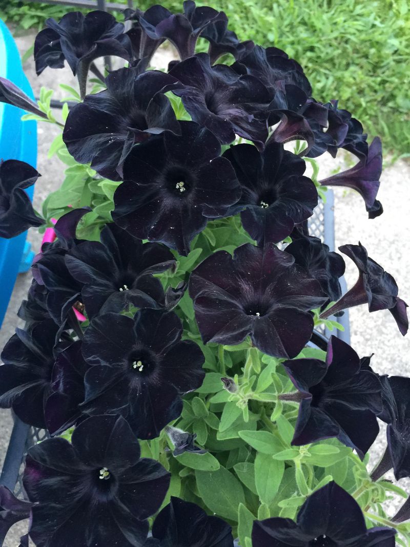 Petunias