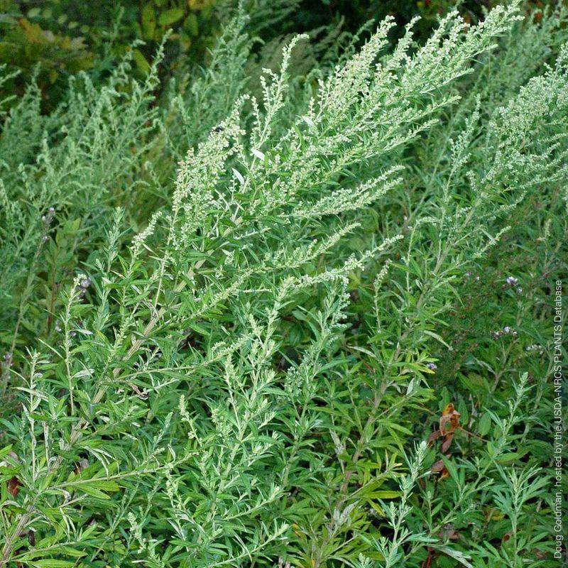 Mugwort