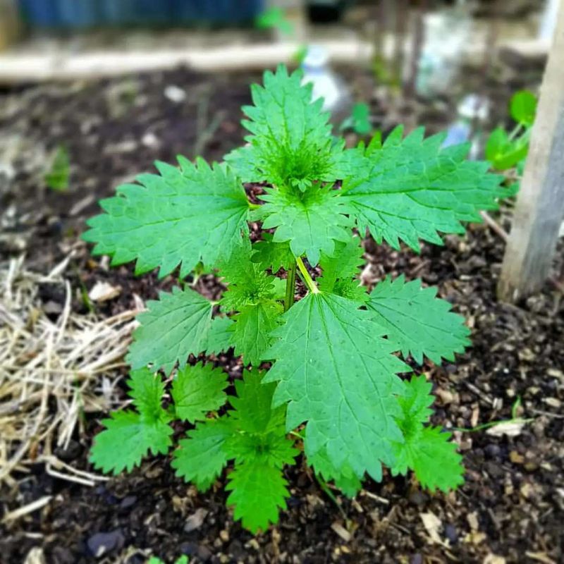 Stinging Nettle