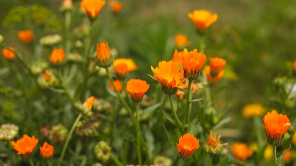 calendula flowers