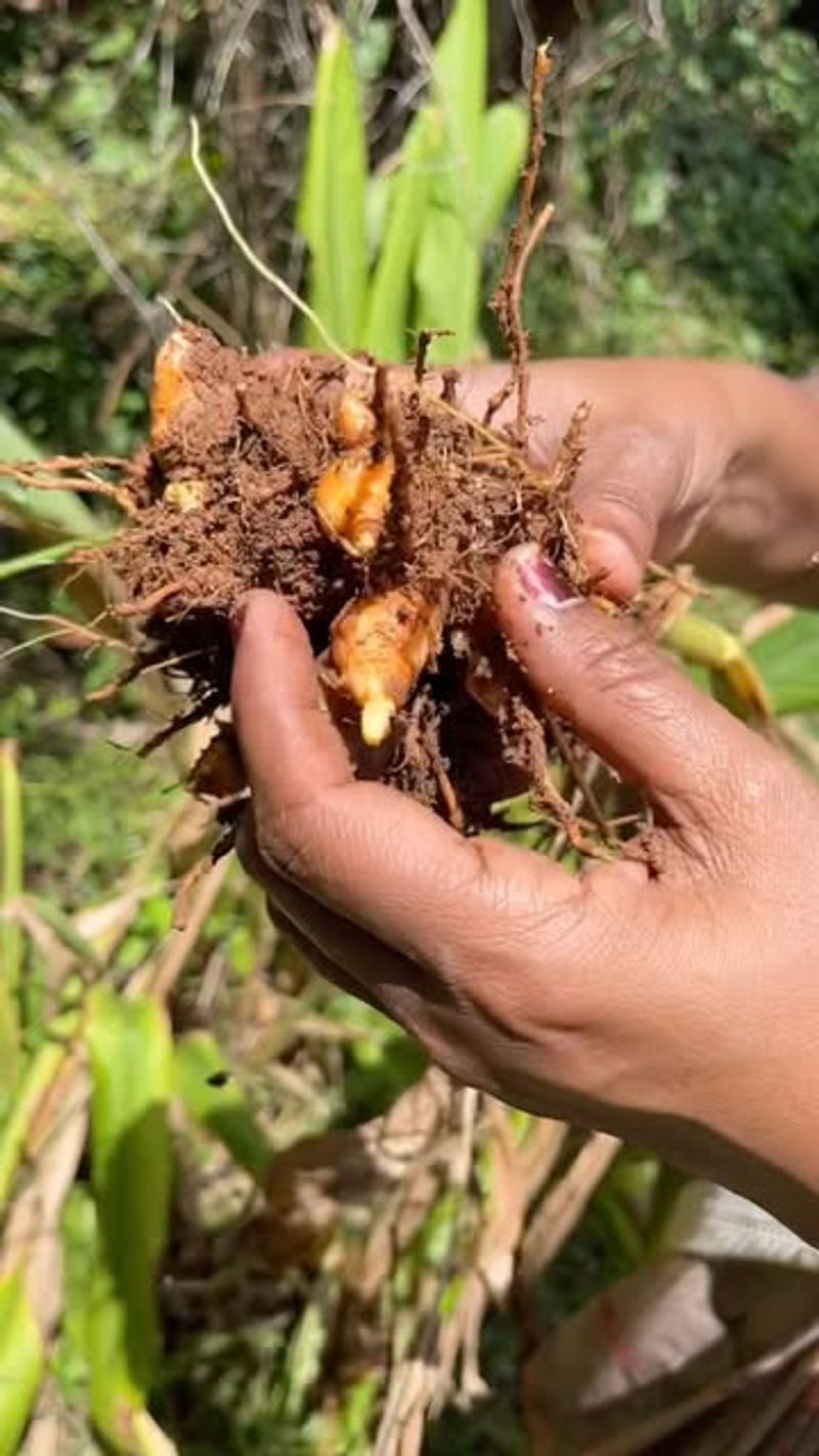 Turmeric