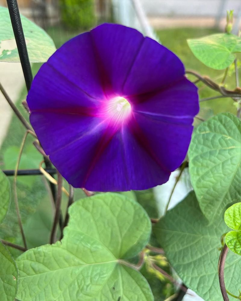 Morning Glory