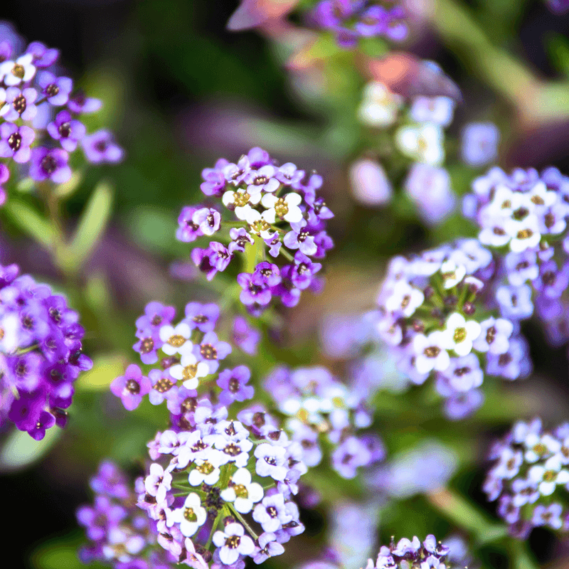 Sweet Alyssum