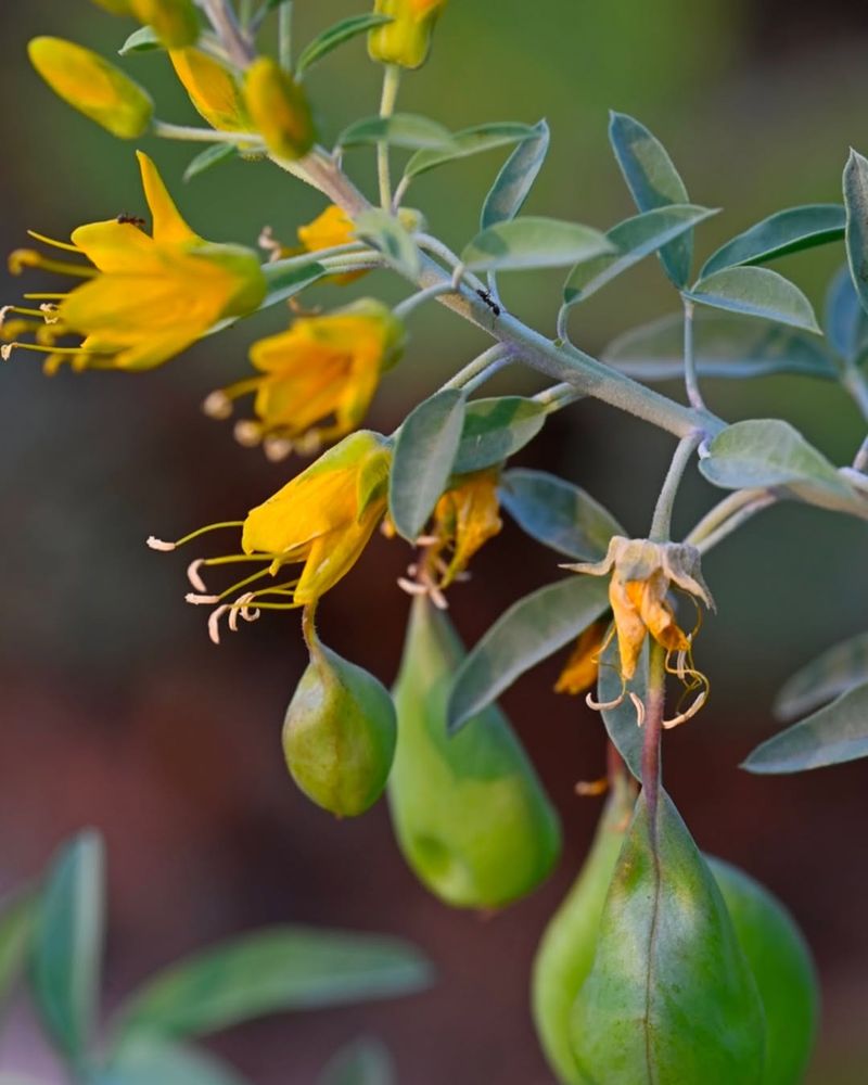 Bladderpod