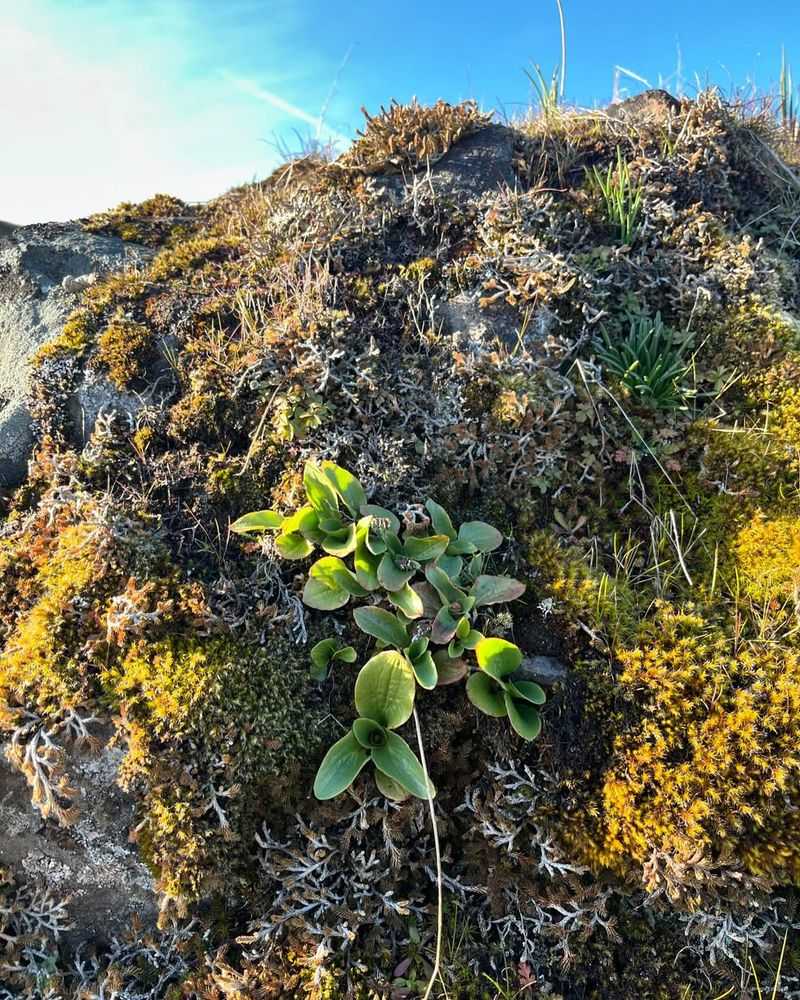 Dwarf Coyote Brush