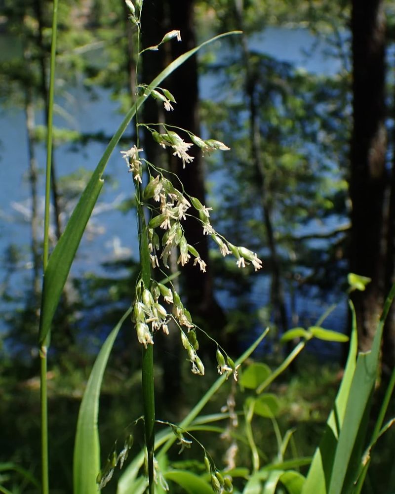 Sweetgrass