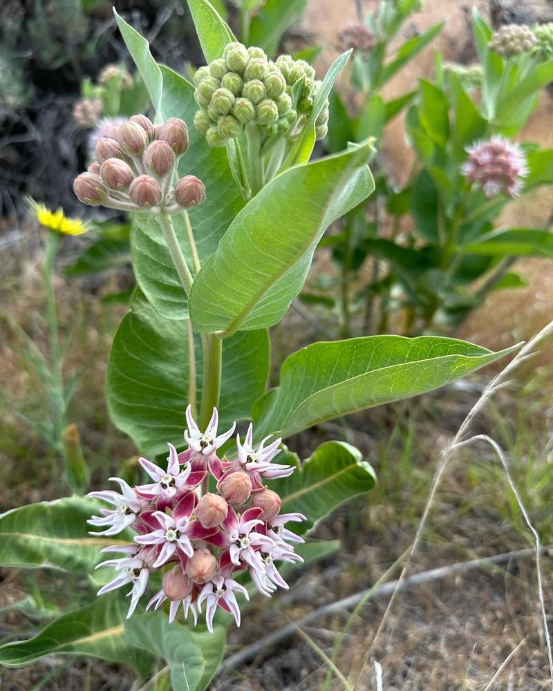 Showy Milkweed