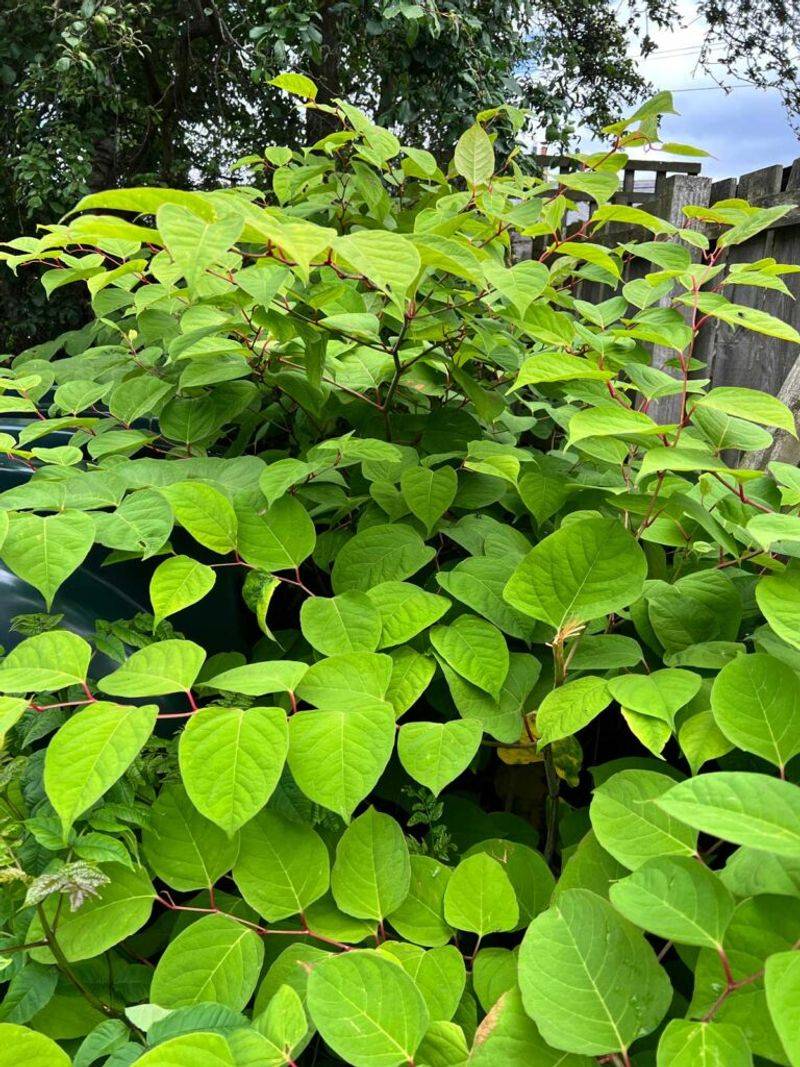 Japanese Knotweed