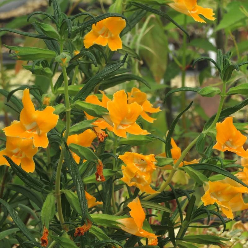 Sticky Monkeyflower