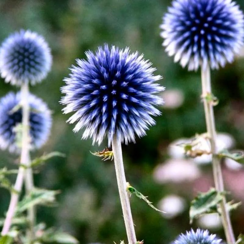 Globe Thistle