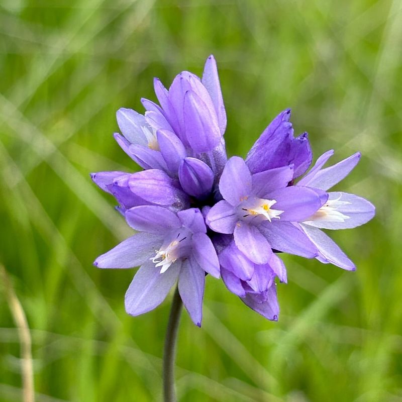 Brodiaea