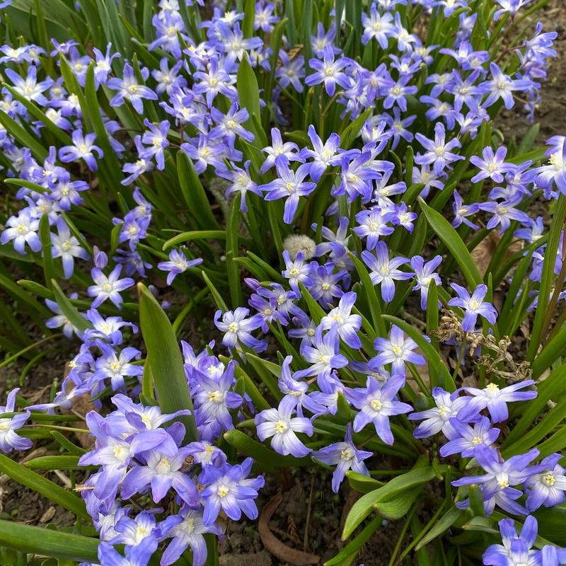 Chionodoxa