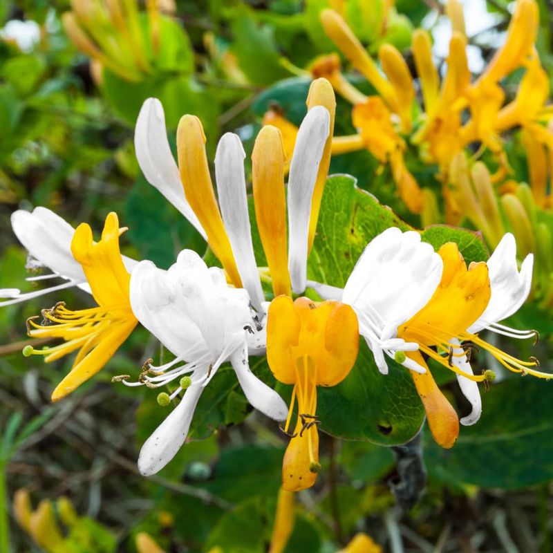 Honeysuckle