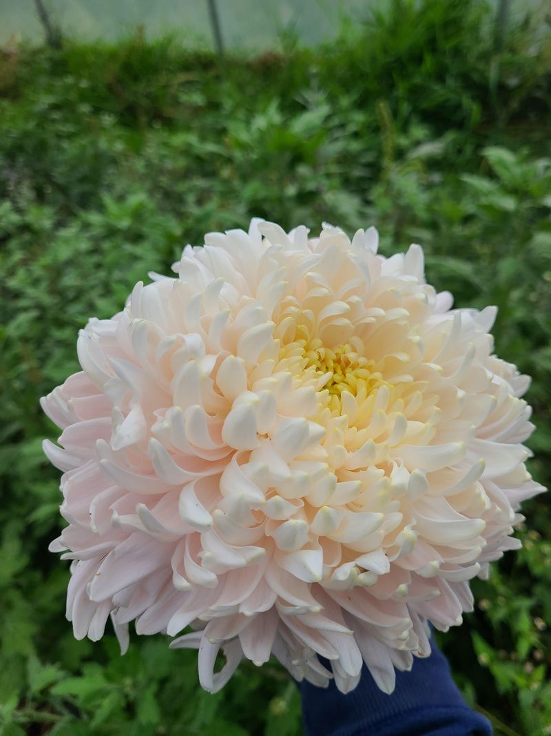 Chrysanthemum